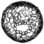 Centropyxis plagiostoma