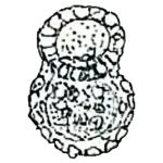 Centropyxis platystoma