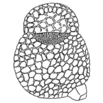 Centropyxis ventricosa