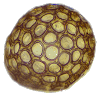 Clathrulina-elegans-50x12-tr