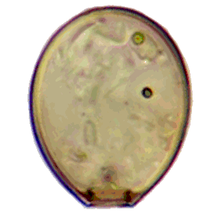 Cryptodifflugia oviformis