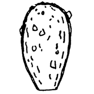 Cryptodifflugia angusta