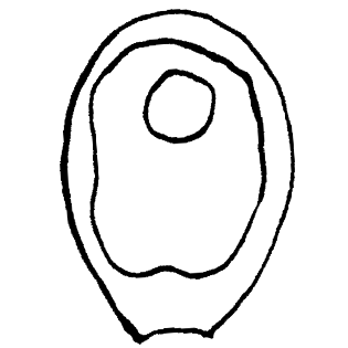 Cryptodifflugia apiculata