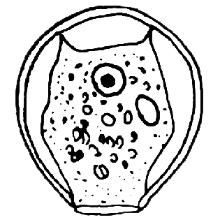 Cryptodifflugia compressa