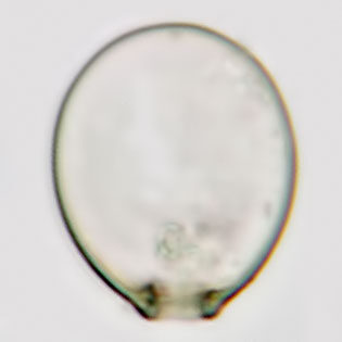 Cryptodifflugia oviformis