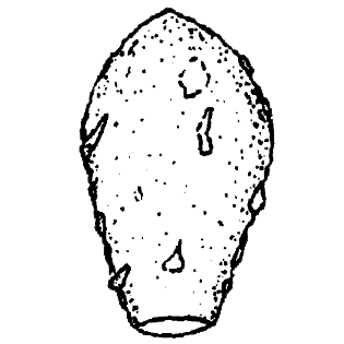 Cryptodifflugia psammophila