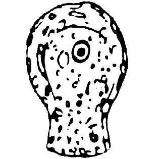 Cryptodifflugia sacculus