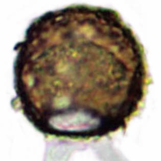 Cryptodifflugia spec