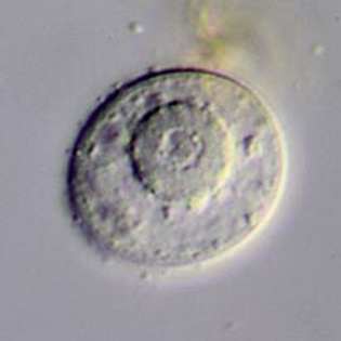 Cucurbitella vlasinensis