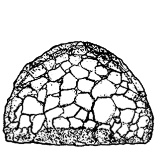 Cyclopyxis acmodonta