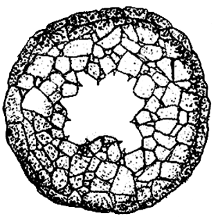 Cyclopyxis acmodonta