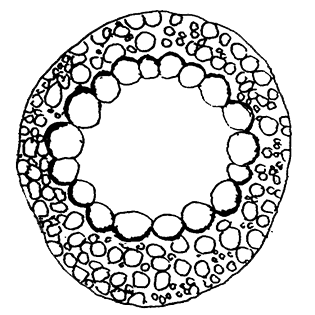 Cyclopyxis algaephila