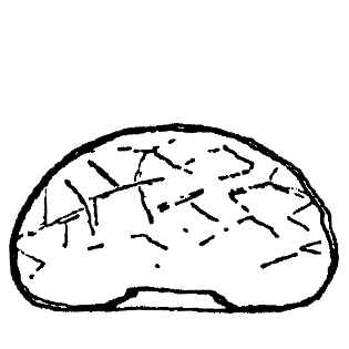 Cyclopyxis arboricola