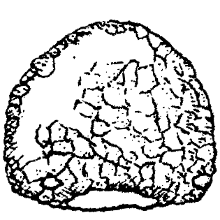 Cyclopyxis arcelloides gibbosa