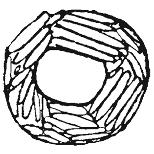 Cyclopyxis bacillifera