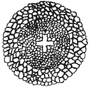 Cyclopyxis crucistoma