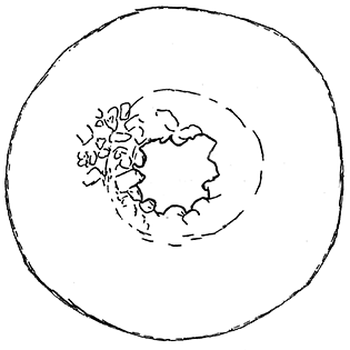 Cyclopyxis intermedia