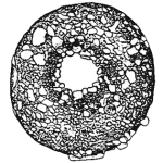 Cyclopyxis kahli