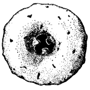 Cyclopyxis leidyi