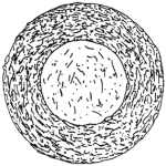 Cyclopyxis penardi