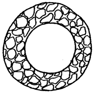 Cyclopyxis penardi minor