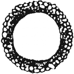Cyclopyxis plana