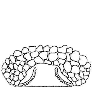 Cyclopyxis profundistoma
