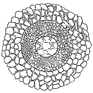 Cyclopyxis profundistoma
