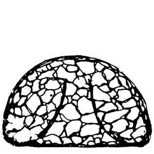 Cyclopyxis puteus golemanskyi