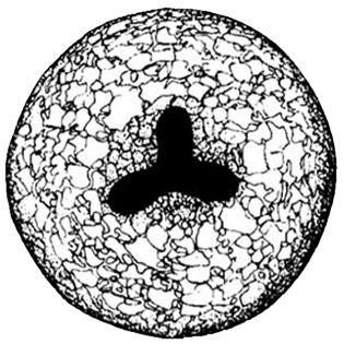 Cyclopyxis trilobata