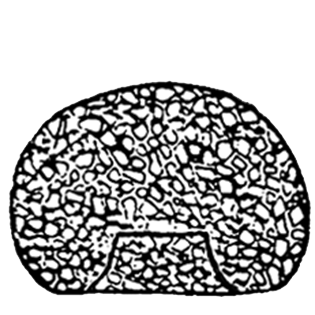 Cyclopyxis bathystoma