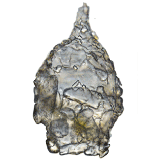 Cylindrifflugia elegans