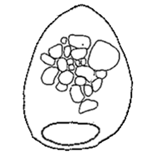 Difflugia algaephila