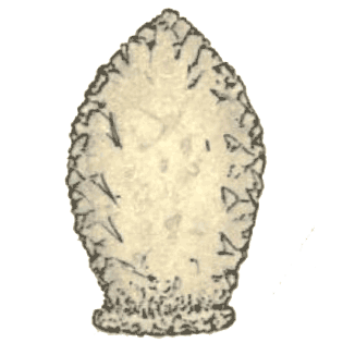 Difflugia amphoralis