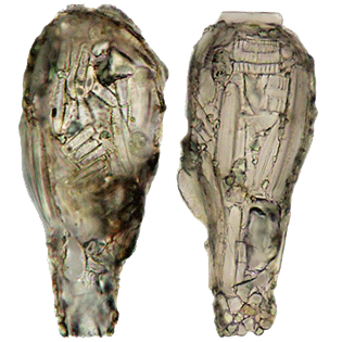 Difflugia bacillifera