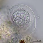 Difflugia biconcava