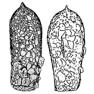 Difflugia brevicaulis