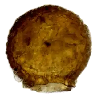 Difflugia brevicolla