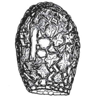 Difflugia decloitrei