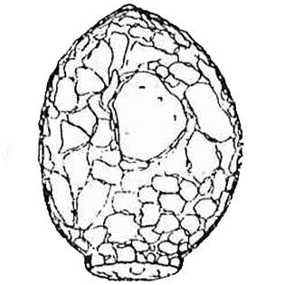 Difflugia difficilis ecornis