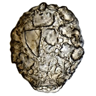 Difflugia microstoma