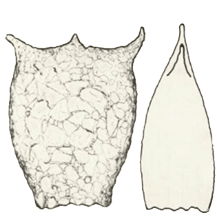 Difflugia foissneri