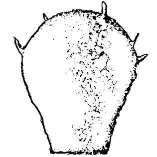 Difflugia hoogenraadi