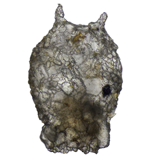 Difflugia kempnyi