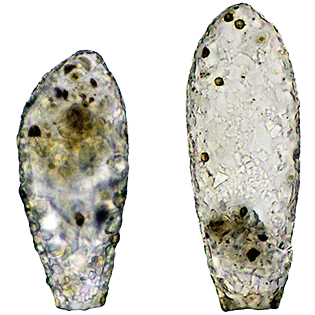 Cylindrifflugia lanceolata