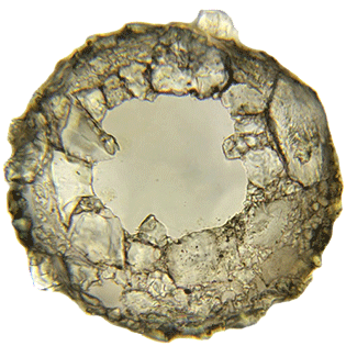 Difflugia lithoplites