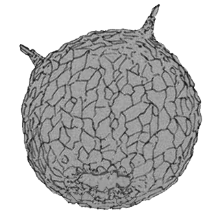 Difflugia lithoplites