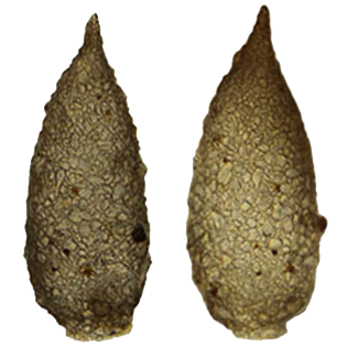 Difflugia longum