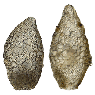 Difflugia mammillaris