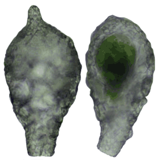 Difflugia microclaviformis